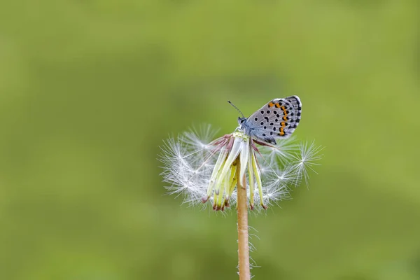 Bavius Blue Butterfly Rubrapterus Bavius Plant —  Fotos de Stock