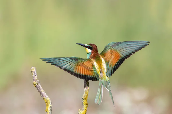 Mangiatore Arcobaleno Appollaiato Ramo Albero Uccello Proviene Una Famiglia Uccelli — Foto Stock