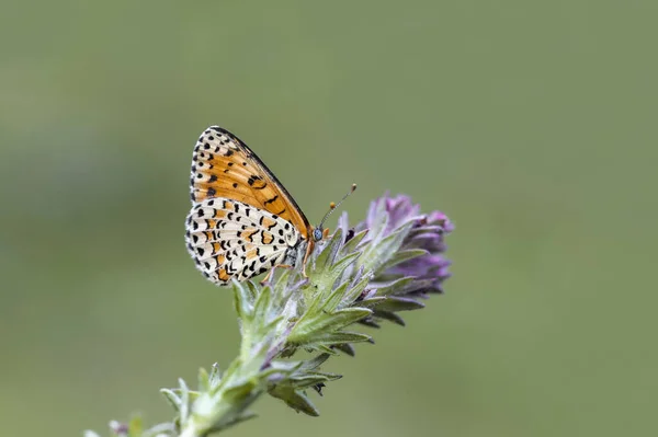 Borboleta Iparhan Bonita Melitaea Syriaca Flor — Fotografia de Stock