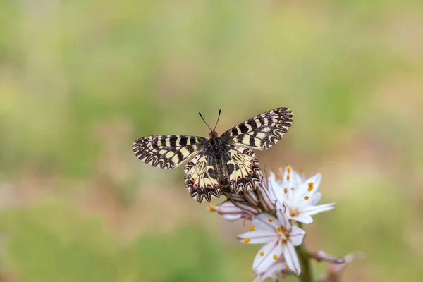 Papillon Pétoncle Sud Sur Plante Zerynthia Polyxena — Photo