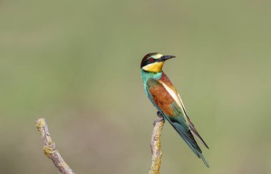 Bir ağaç dalına tünemiş gökkuşağı arısı yiyici. Kuş Meropidae adında bir kuş familyasından gelmektedir ve Türkiye 'de bulunur..