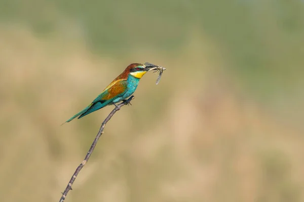 Rainbow Bee Bird perched on a tree branch , preying on grasshoppers in its beak . The bird comes from a bird family called Meropidae and is found in Turkey.