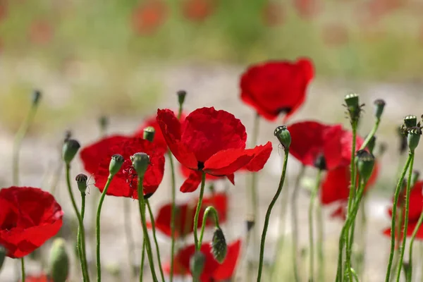 Amapolas Rojas Naturaleza Hermosas Flores Mayo —  Fotos de Stock