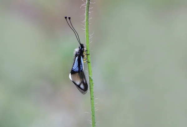 Besouro Índia Libelloides Macaronius Agarrado Uma Planta — Fotografia de Stock