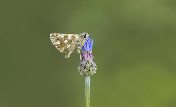 Farfalla Scarlatta Snapper Spialia Orbifer Fiore Colore Blu — Foto Stock