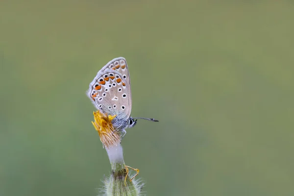 Papillon Yeux Bleus Polyommatus Icarus Sur Fleur — Photo