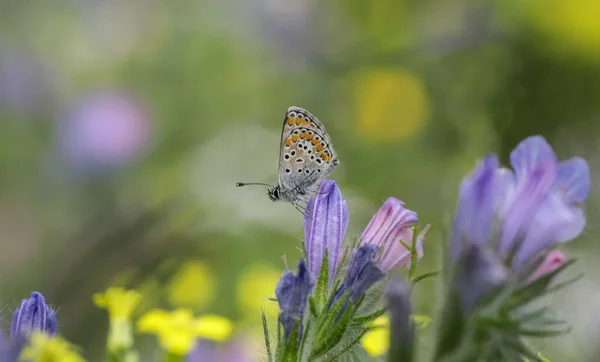 Papillon Brun Polyommatus Agestis Aux Yeux Multiples Sur Une Fleur — Photo