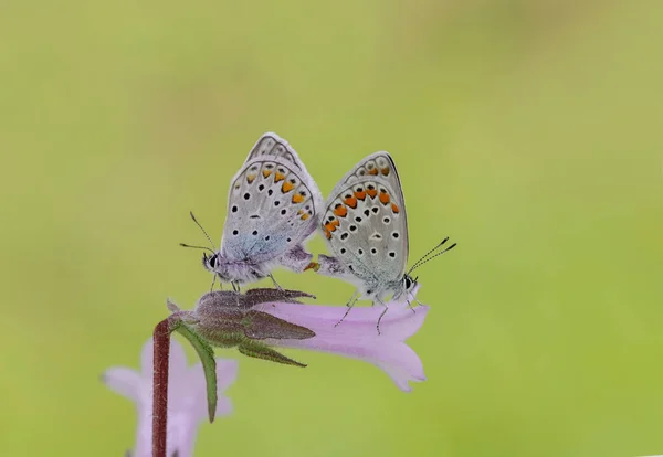 Pair of Many-eyed Blue butterflies (Polyommatus icarus) on flower