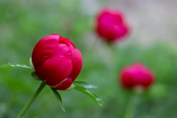 Цветок Пиона Красного Цвета Который Растет Естественным Образом Измире Гора — стоковое фото