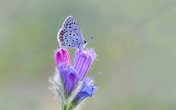 Mariposa Azul Del Himalaya Pseudophilotes Vicrama Flor —  Fotos de Stock