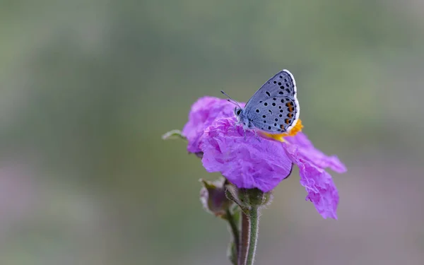 Papillon Bleu Himalaya Pseudophilotes Vicrama Sur Fleur — Photo