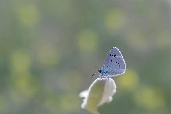 Blauäugiger Schmetterling Glaucopsyche Alexis Auf Pflanze — Stockfoto