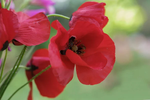 Red Poppies Nature Beautiful Flowers May — Stock Photo, Image