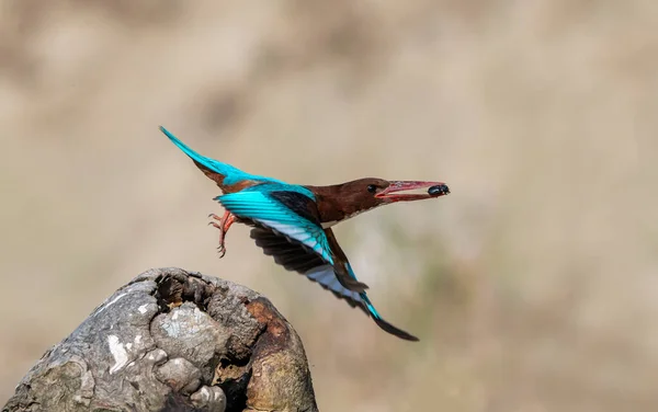 Halcyon Smyrnensis トルコ語名はイズミル キングフィッシャー — ストック写真