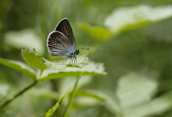Beautiful Blue Butterfly Polyommatus Bellis Plant — Stock Photo, Image