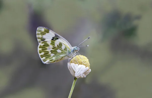 デイジーの花の上の新しい斑点蝶 Pontia Edusa — ストック写真