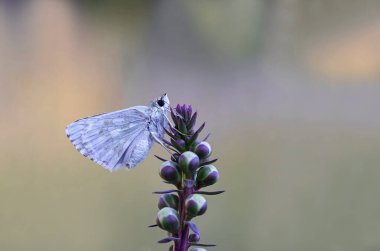 Suriye Zıpzıp Kelebeği (MusChampia Nomas)