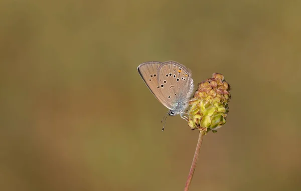 Beautiful Blue Butterfly Polyommatus Bellis Plant — Stock Photo, Image