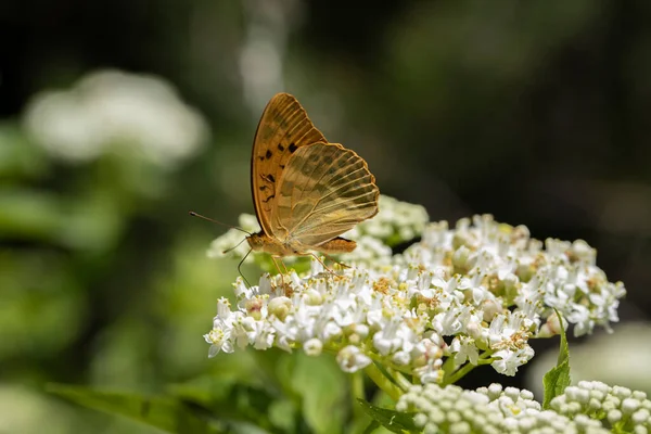 Fighter Butterfly Argynnis Paphia Plant — 图库照片