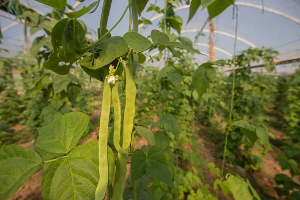 Organic green beans on its branch in a green house of an organic farm.