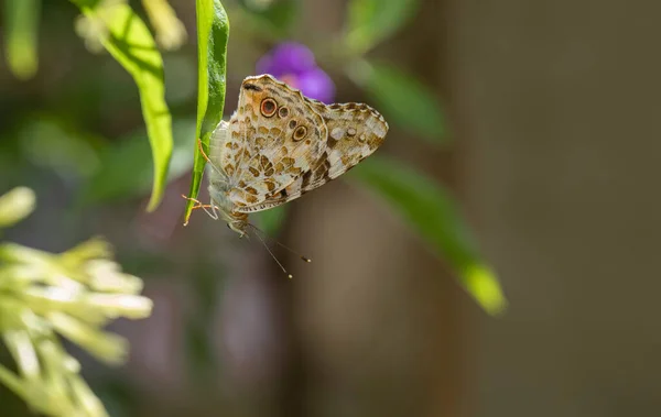 Thorn Butterfly Vanessa Cardui Verbena — Φωτογραφία Αρχείου