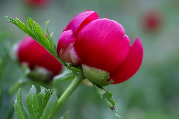 Peony Flower Paeonia Photographed Nif Mountain Izmir — стоковое фото