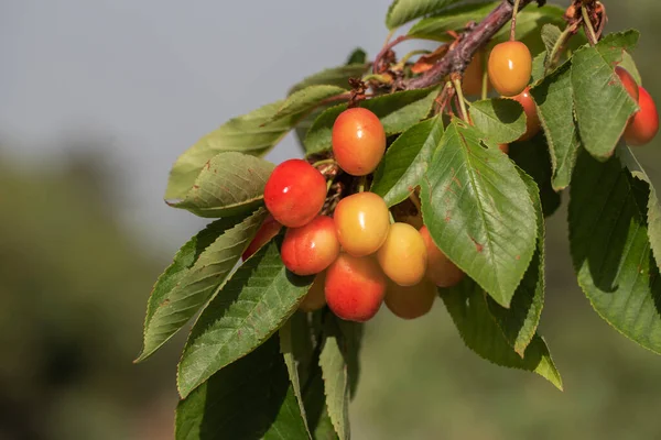 Érett Cseresznyefa Prunus Serrulata — Stock Fotó