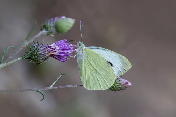 Great White Angel Butterfly Pieris Brassicae Flower — Stockfoto