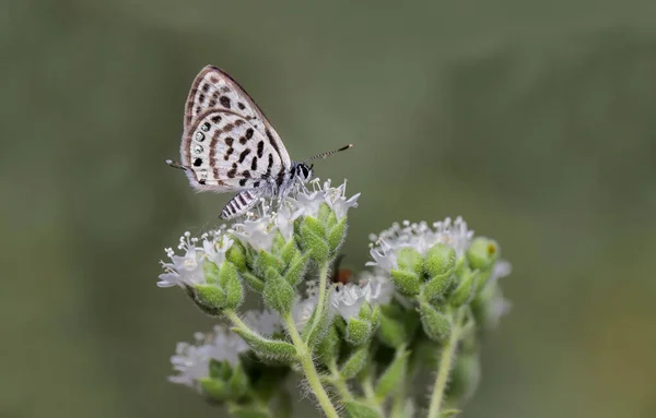 Balkan Tiger Butterfly Tarucus Balkanicus Feeding Thyme Flower — Stockfoto