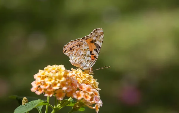 Thorn Butterfly Vanessa Cardui Verbena — Foto de Stock
