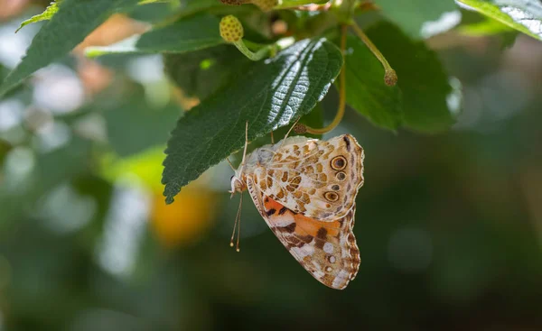 Thorn Butterfly Vanessa Cardui Verbena — Photo