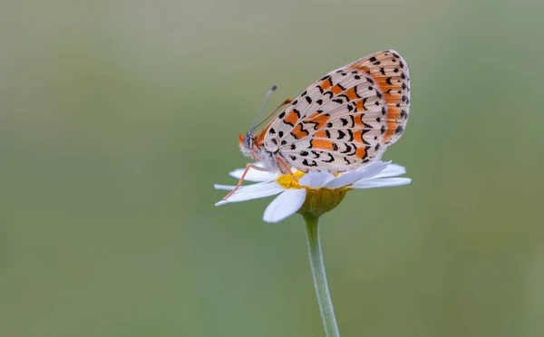 Bella Farfalla Iparhan Melitaea Syriaca Sulla Pianta — Foto Stock