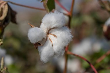 Cotton fields ready for harvest and ripe cotton.