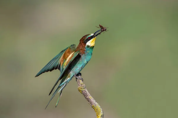 Mangeurs Abeilles Assis Sur Une Branche Oiseaux Paradis Couleurs Arc — Photo