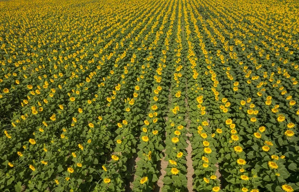 Horní Letecký Pohled Slunečnicové Plantáže Těsně Před Západem Slunce Výstřely — Stock fotografie