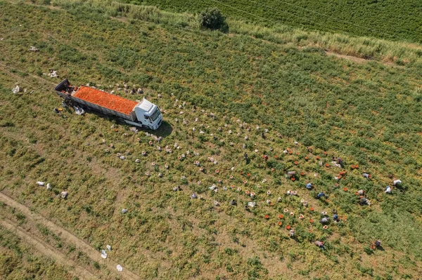 Izmir Turkey August 2022 Tomatoes Collected Field Loaded Trucks — ストック写真