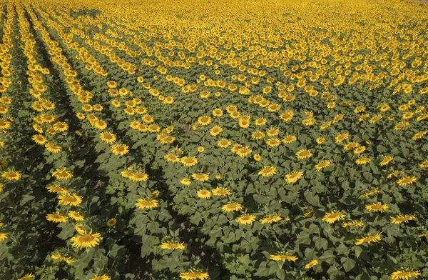 Turcja Zachmurzone Niebo Pole Kwitnących Słoneczników Regionie Tekirdag — Zdjęcie stockowe