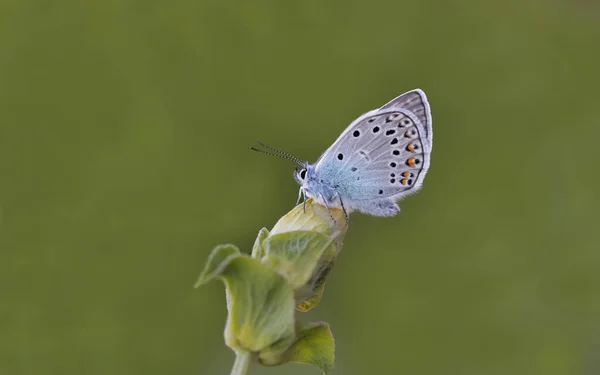 Багатоокий Метелик Аманда Polyommatus Amandas Рослині — стокове фото