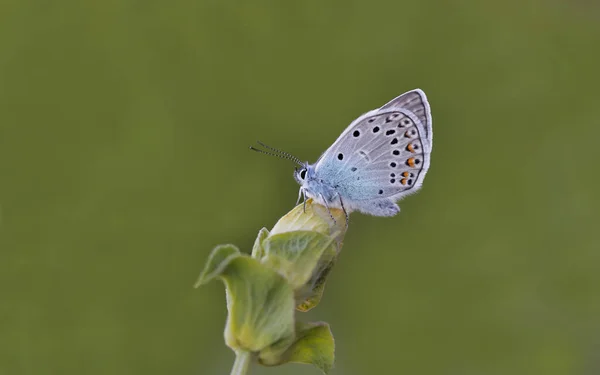 Sokszemű Amanda Pillangó Polyommatus Amandas Növényen — Stock Fotó