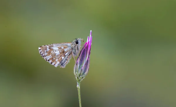 Španelový Motýl Pyrgus Armoricanus Květu — Stock fotografie
