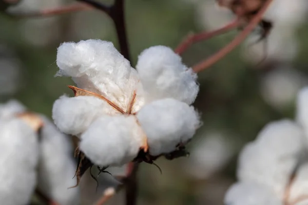 熟した白いふわふわの綿 繊細な光の美しさの綿の背景 天然の有機繊維 綿の種子 生地を作るための原料 ロイヤリティフリーのストック画像