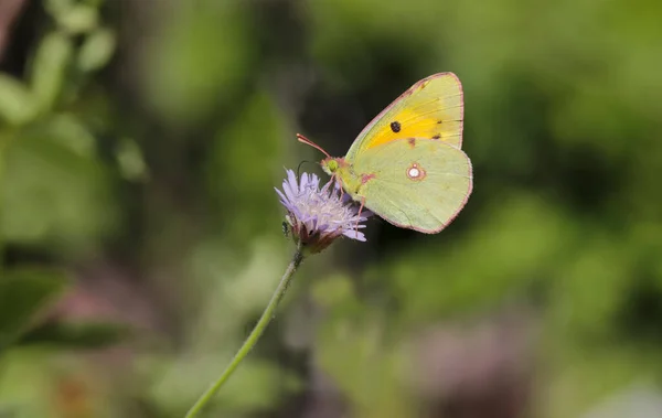 Amarelo Grandeza Borboleta Colias Crocea Alimentando Sarna Flor — Fotografia de Stock