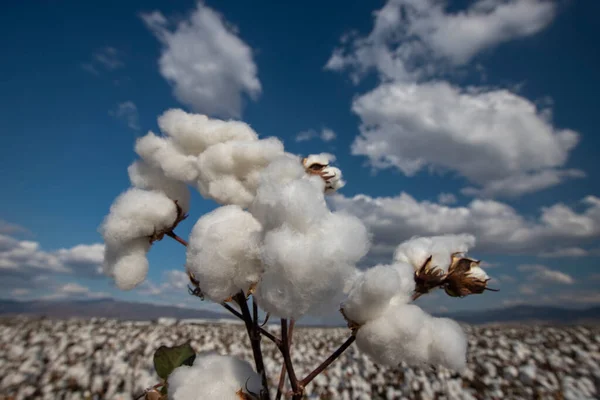 Agriculture - Blue cloudy sky, beautiful, excellent cotton capsules with high productivity - White cottons waiting for harvest.