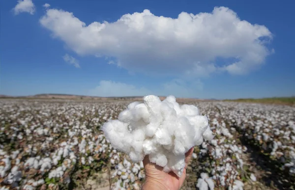 Agriculture - Blue cloudy sky, beautiful, excellent cotton capsules with high productivity - White cottons waiting for harvest.