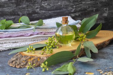 Cam şişedeki okaliptüs yağı, oganik bitkisel aromaterapi konsepti. Ökaliptüs esansı yağı: Kozmetik, vücut masajı ve kaplıca malzemeleri.