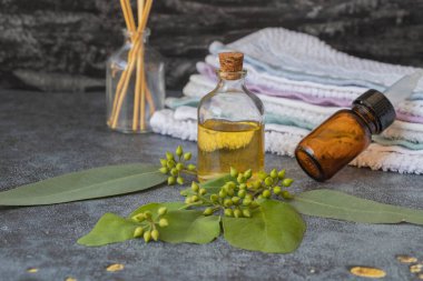 Okaliptüs bitkisi yaprakları, tohumlar ve okaliptüs yağı şişede siyah arka planda..