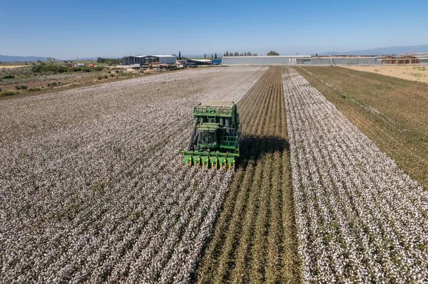 Cotton harvesting in Turkey - Izmir - Menemen plain