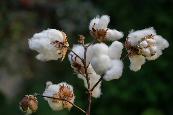 畑では綿が熟していた 収穫時の白い綿 ストックフォト