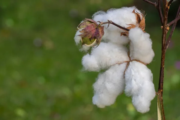 Cottons ripened in the field. White cottons at harvest time.