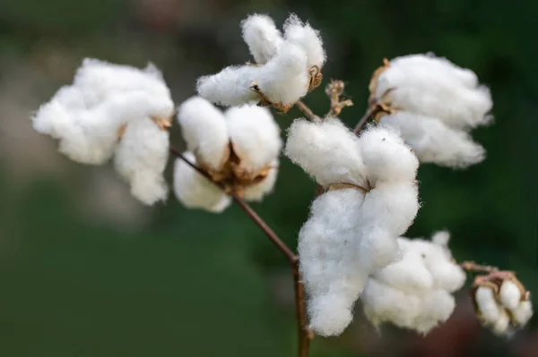 Cottons ripened in the field. White cottons at harvest time.